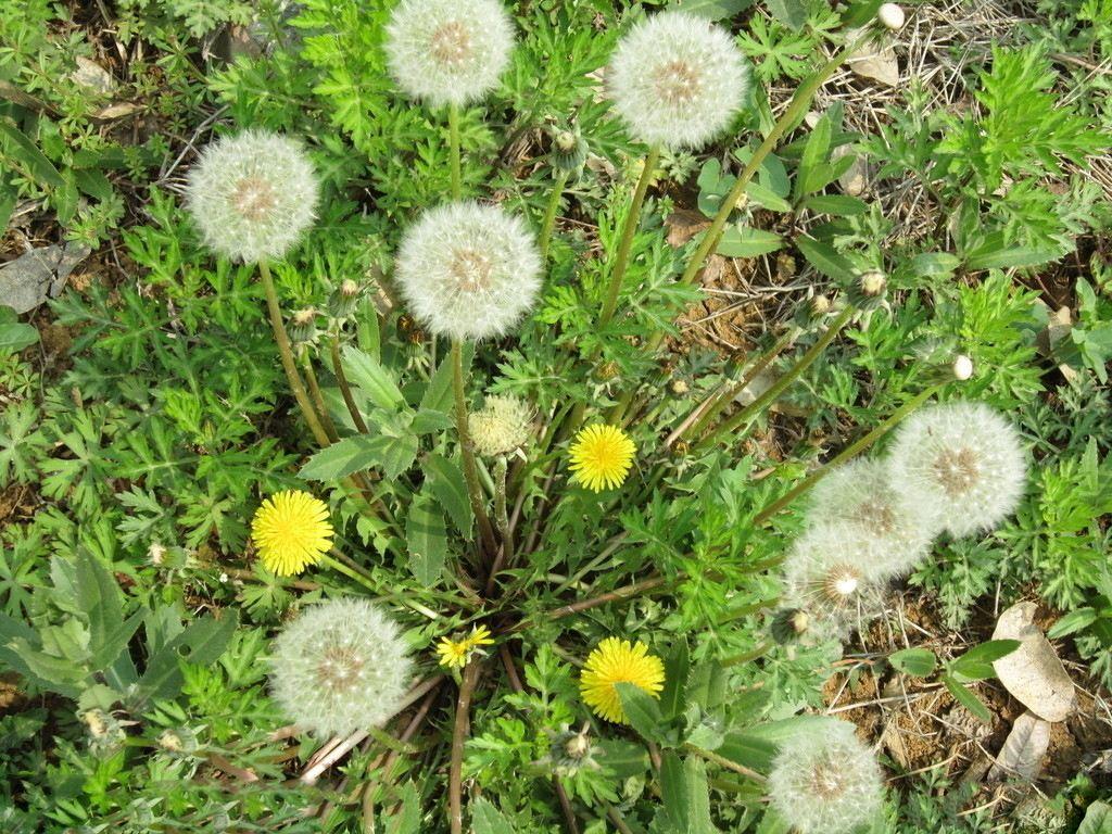 决明子植株